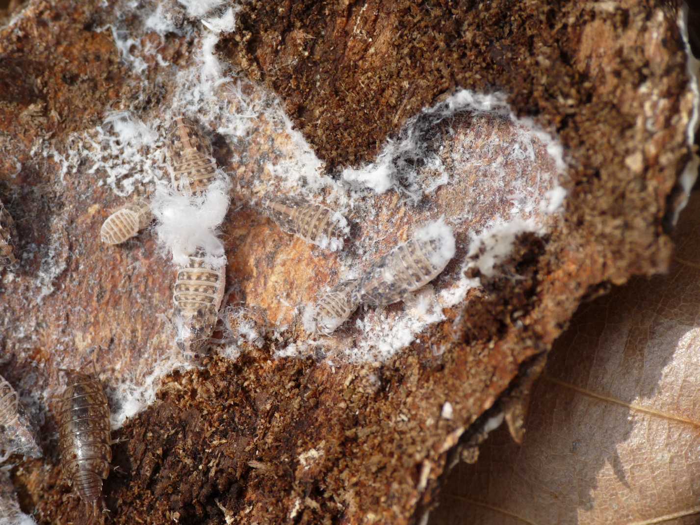 altre ninfe..Famiglia Achilidae, Cixidia sp. dalla Campania